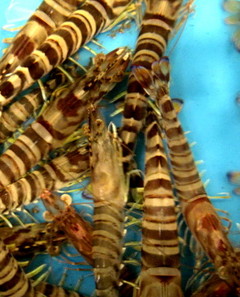 活きている車海老